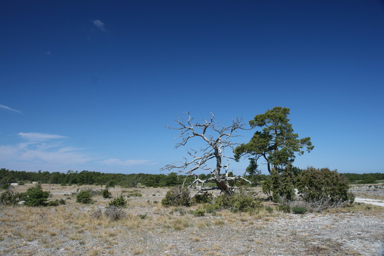 gal/Gotland_2008/s20080705-110514_EOS.jpg