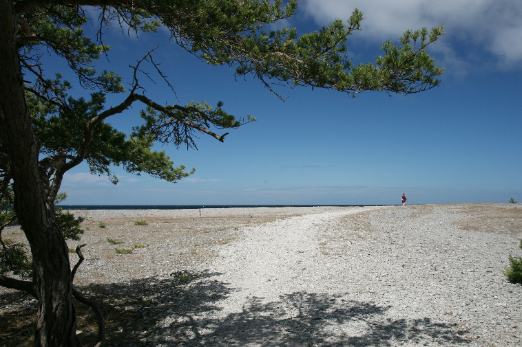 gal/Gotland_2008/s20080705-113709_EOS.br.jpg