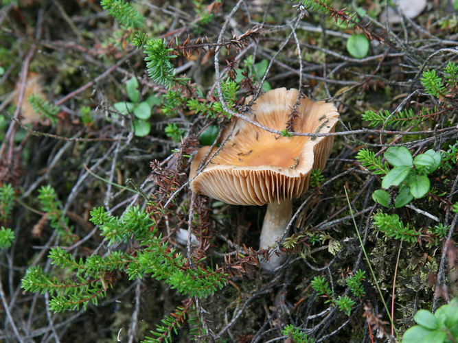 gal/Jylland_i_september/w20110910-144833_EOS.jpg