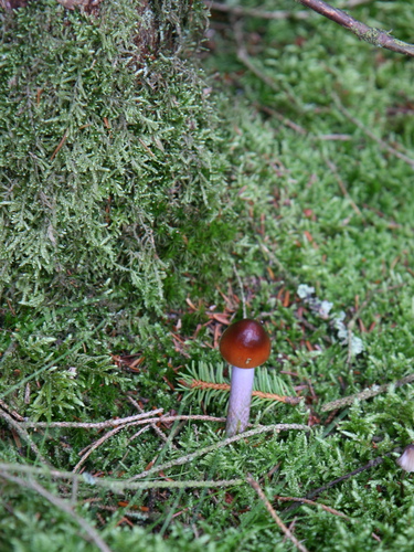 gal/Jylland_i_september/w20110910-145110_EOS.jpg