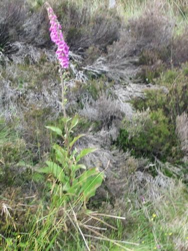 gal/Scotland_2010/Eliza/w20100713-165149_IX.jpg