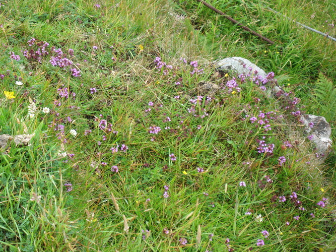 gal/Scotland_2010/Eliza/w20100715-131354_IX.jpg