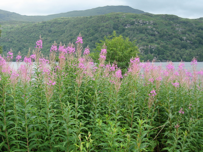 gal/Scotland_2010/Eliza/w20100717-134823_IX.jpg