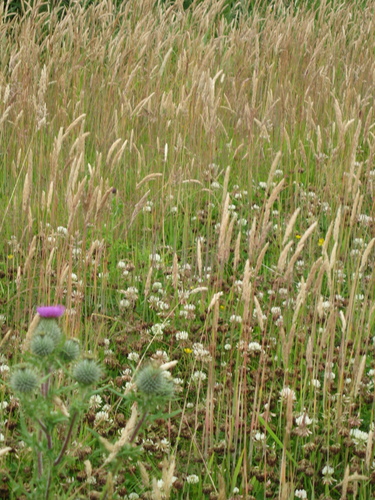 gal/Scotland_2010/Eliza/w20100718-103822_IX.jpg