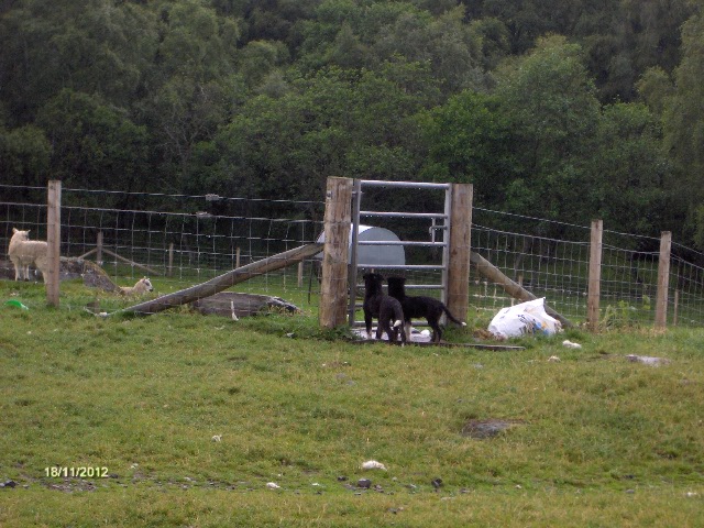 gal/Scotland_2010/Mette-C/250.jpg