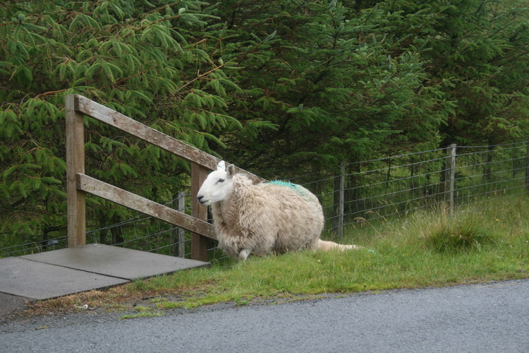 gal/Scotland_2010/Mette-S/wimg_6962.jpg