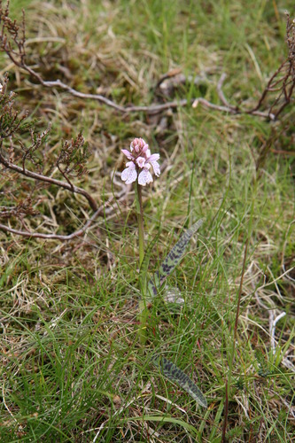 gal/Scotland_2010/Michael/w20100712-133736_EOS.jpg