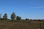gal/Øland/_thb_w20250520-093607_70D.jpg