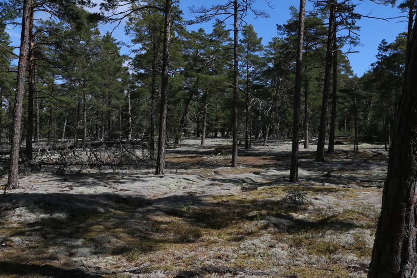 gal/Øland/w20250517-103728_70D.jpg