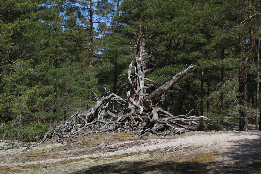 gal/Øland/w20250517-104339_70D.jpg