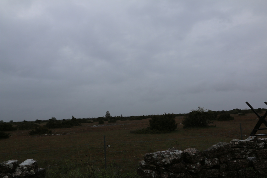 gal/Øland/w20250518-104746_70D.jpg