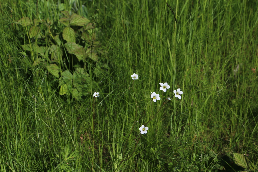 gal/Øland/w20250519-143616_70D.jpg
