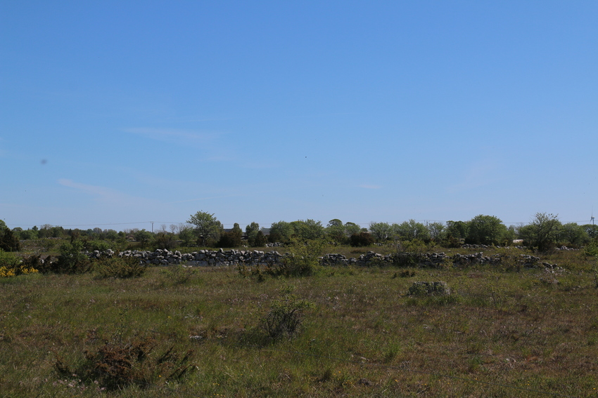 gal/Øland/w20250520-093652_70D.jpg