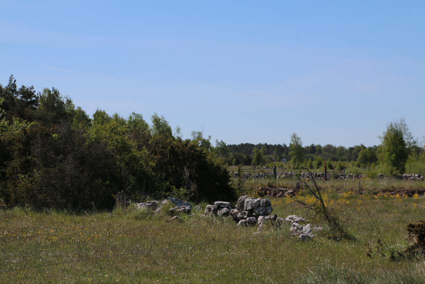 gal/Øland/w20250520-093716_70D.jpg